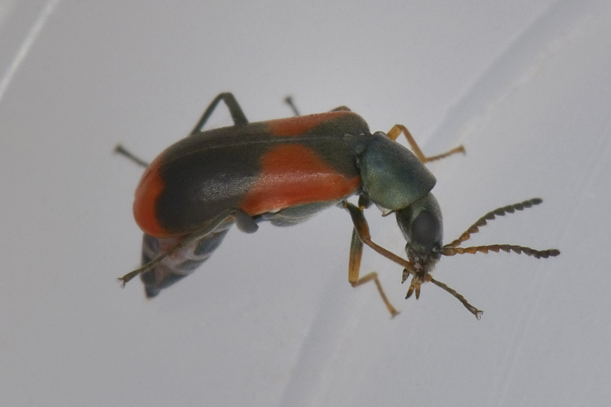 Anthocomus equestris - Malachiidae